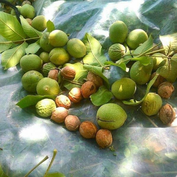 گردوی رودبار برندی معتبر برای گردوهای گیلان