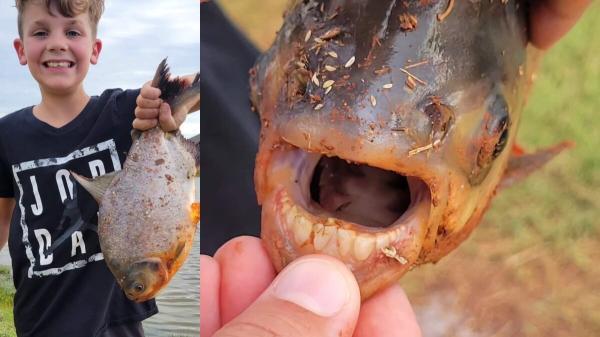 دندان های انسان در دهان ماهی شگفتی ساز شد، عکس